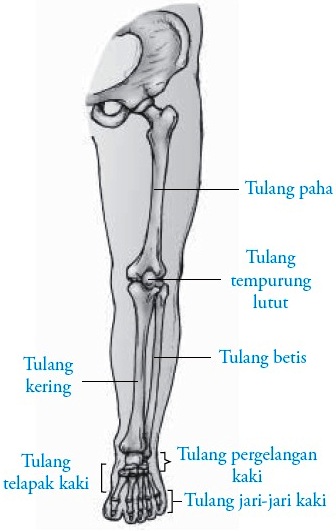 Detail Gambar Rangka Anggota Gerak Atas Nomer 13