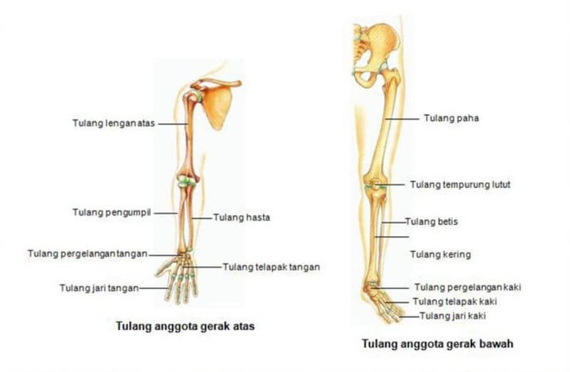 Detail Gambar Rangka Anggota Gerak Atas Nomer 20