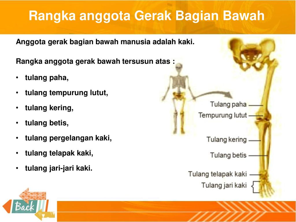 Detail Gambar Rangka Anggota Gerak Atas Nomer 40