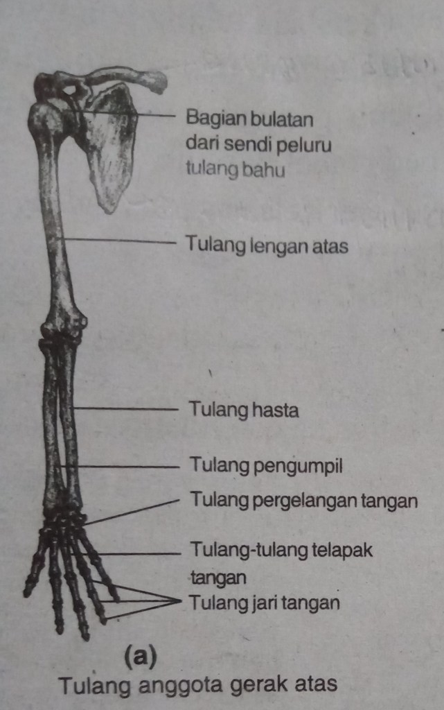 Detail Gambar Rangka Anggota Gerak Atas Nomer 47