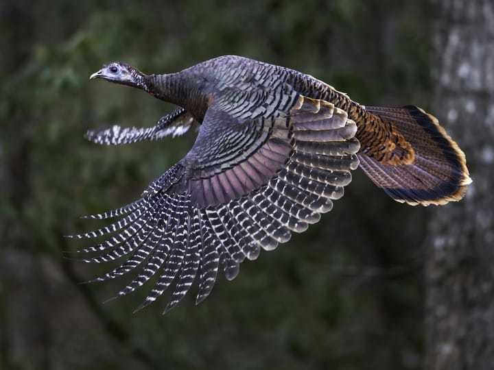 Detail Gambar Rangka Ayam Kalkun Nomer 16