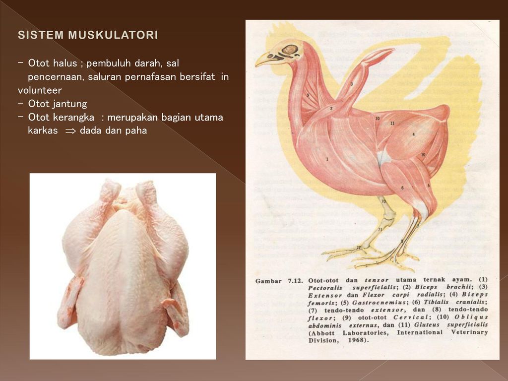 Detail Gambar Rangka Ayam Kalkun Nomer 47