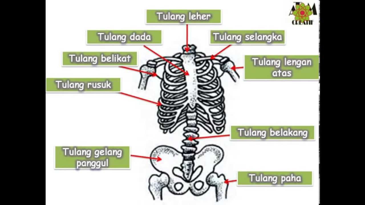 Gambar Rangka Badan - KibrisPDR