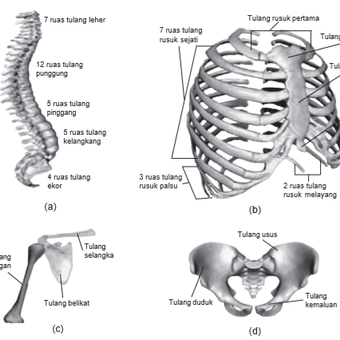 Detail Gambar Rangka Badan Nomer 2