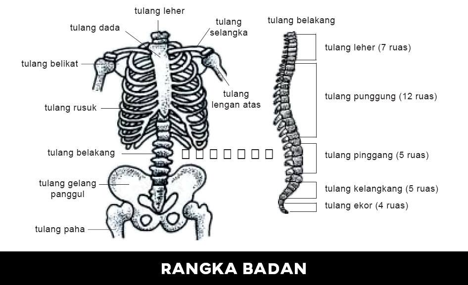 Detail Gambar Rangka Badan Nomer 16