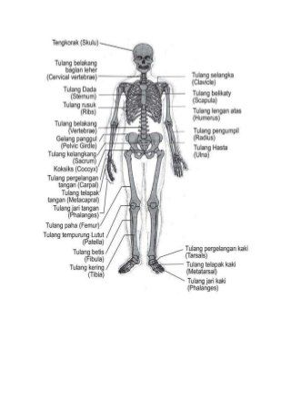 Detail Gambar Rangka Badan Nomer 18