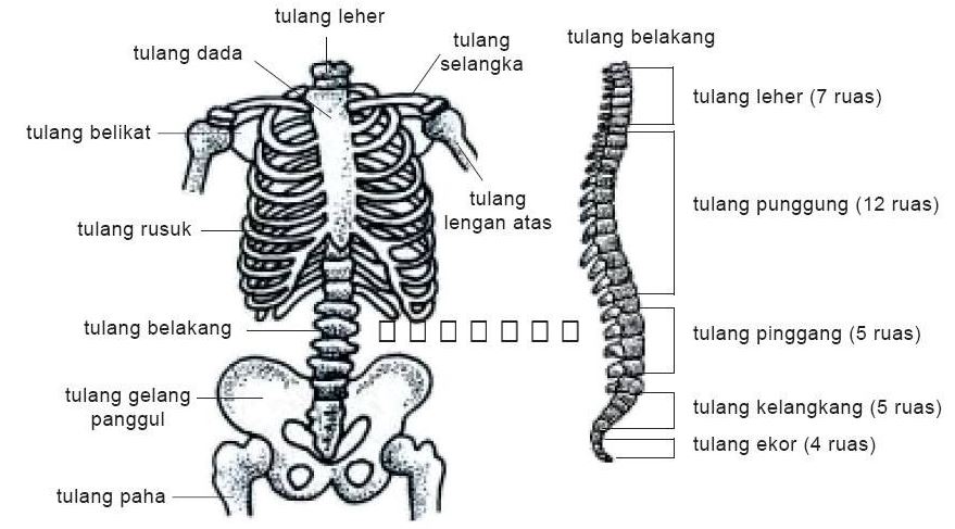 Detail Gambar Rangka Badan Nomer 20