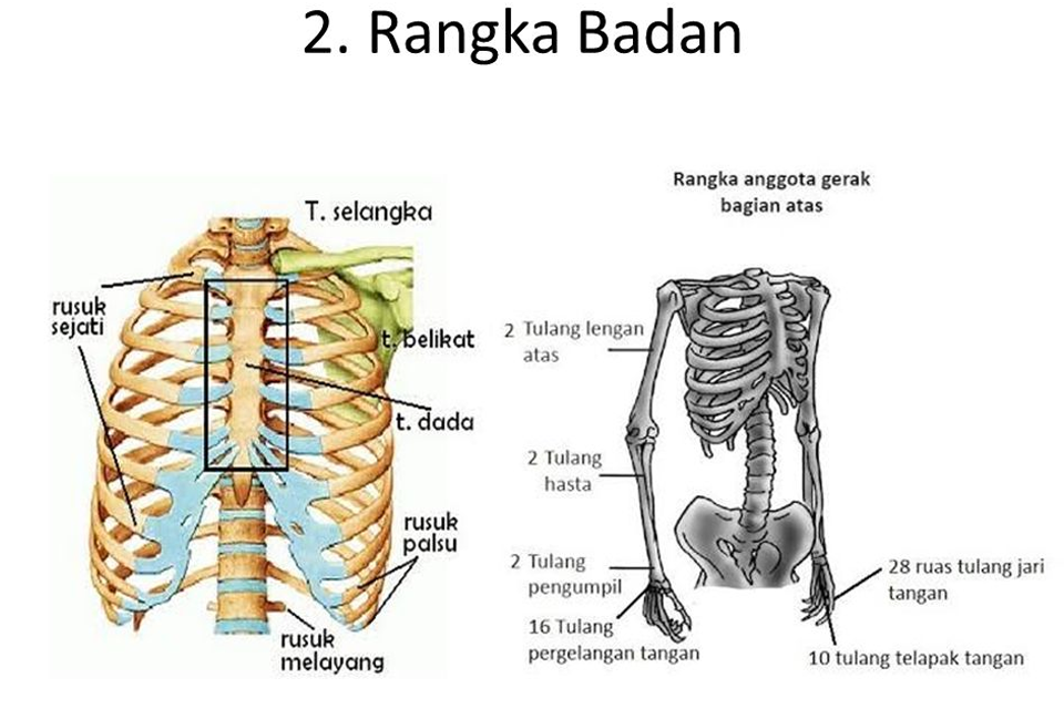 Detail Gambar Rangka Badan Nomer 21