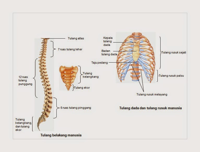 Detail Gambar Rangka Badan Nomer 24