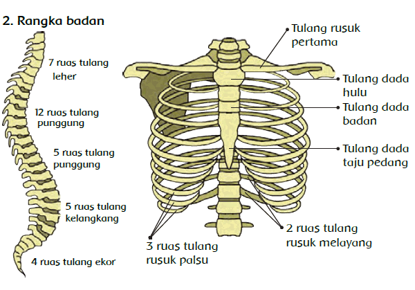 Detail Gambar Rangka Badan Nomer 38