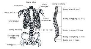 Detail Gambar Rangka Badan Nomer 53