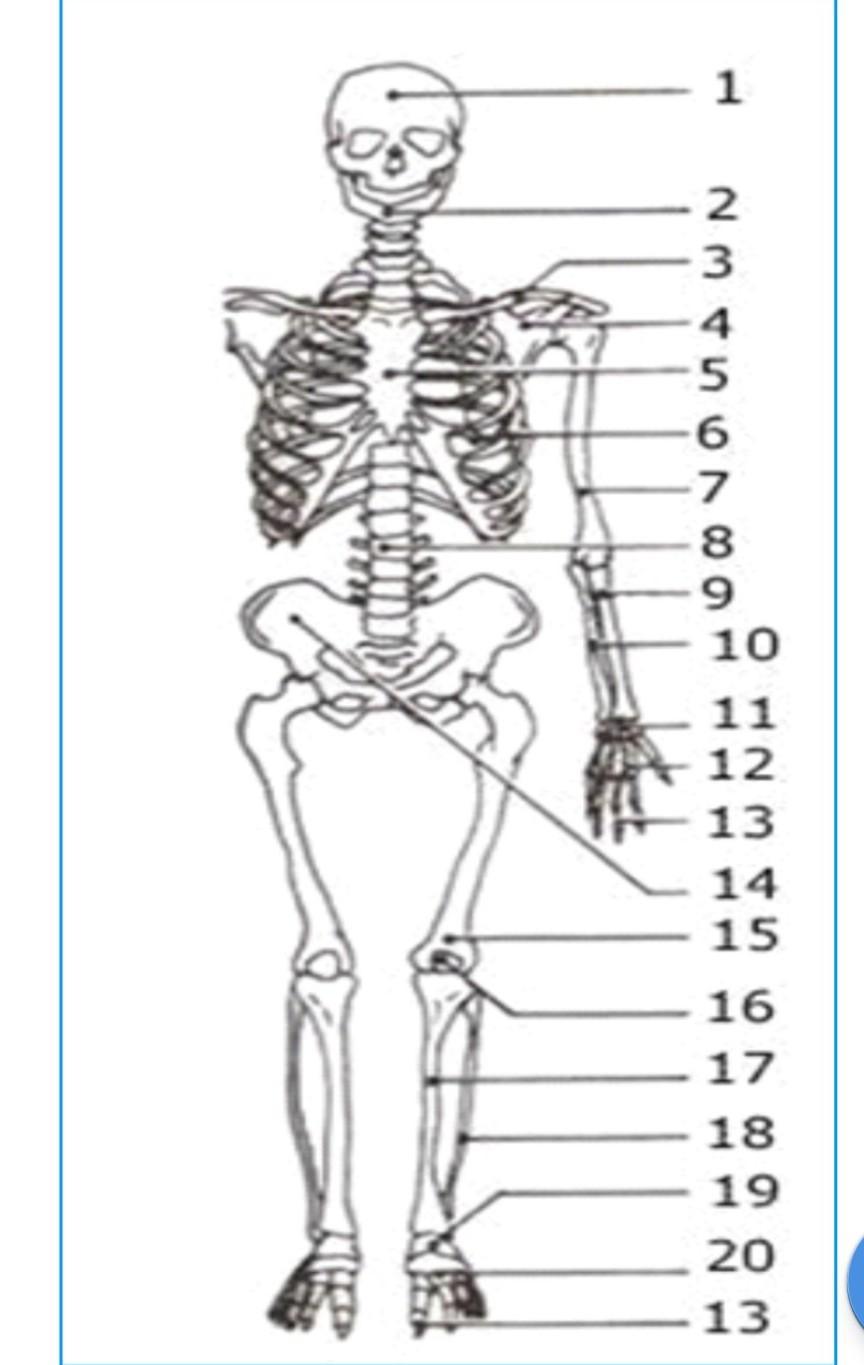 Detail Gambar Rangka Badan Tanpa Keterangan Nomer 17