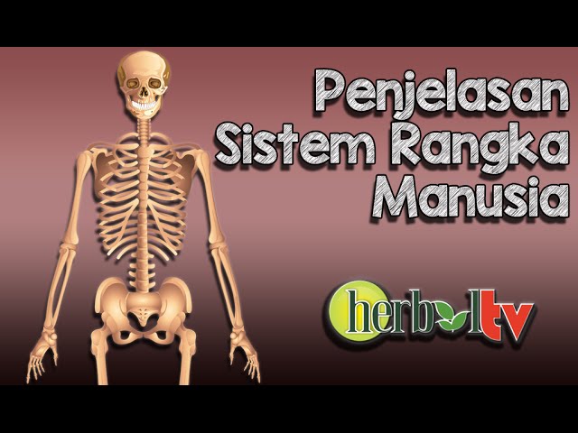 Detail Gambar Rangka Badan Tanpa Keterangan Nomer 18