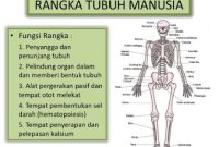 Detail Gambar Rangka Badan Tanpa Keterangan Nomer 37