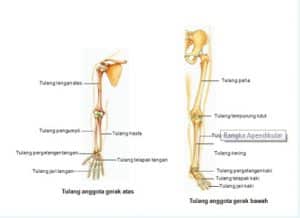 Detail Gambar Rangka Badan Tanpa Keterangan Nomer 43