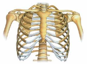 Detail Gambar Rangka Badan Tanpa Keterangan Nomer 7