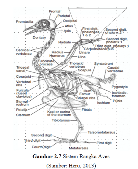 Detail Gambar Rangka Burung Nomer 3