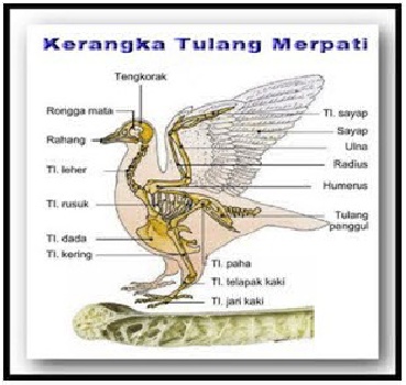 Detail Gambar Rangka Burung Nomer 22