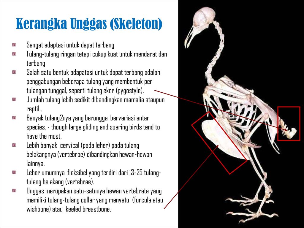 Detail Gambar Rangka Burung Nomer 49