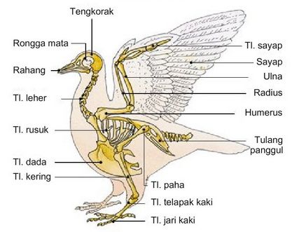 Detail Gambar Rangka Burung Nomer 8