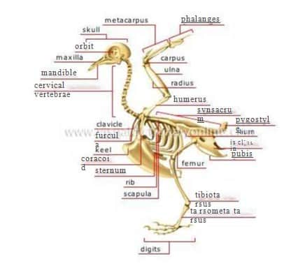 Detail Gambar Rangka Burung Nomer 9