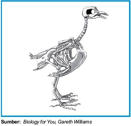 Detail Gambar Rangka Burung Nomer 10