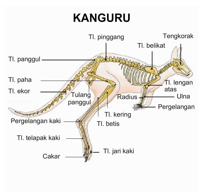 Detail Gambar Rangka Hewan Nomer 23