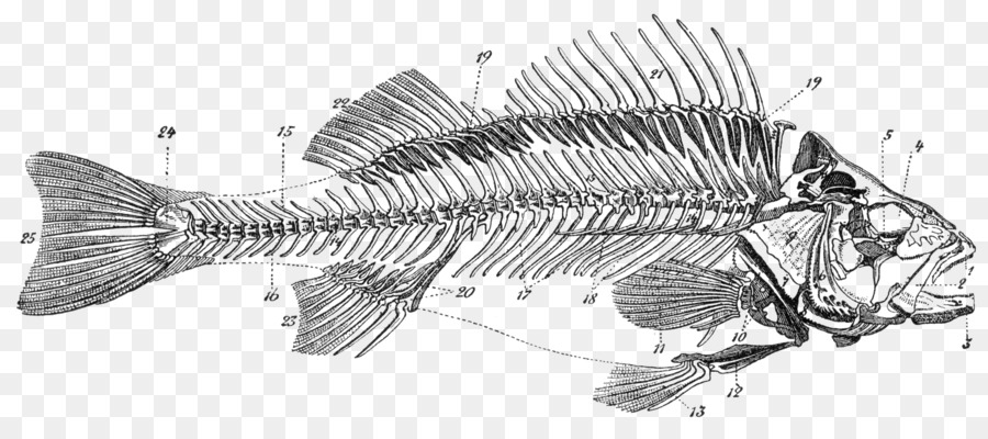 Detail Gambar Rangka Ikan Nomer 16