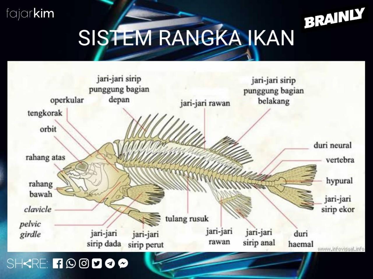 Detail Gambar Rangka Ikan Nomer 17