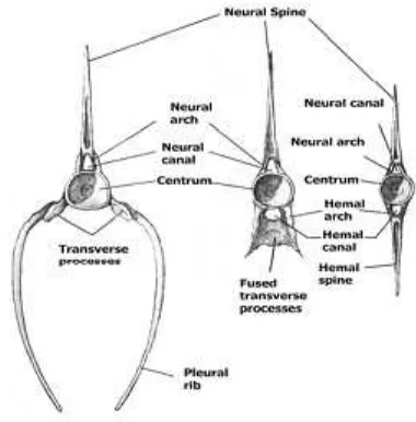 Detail Gambar Rangka Ikan Nomer 21