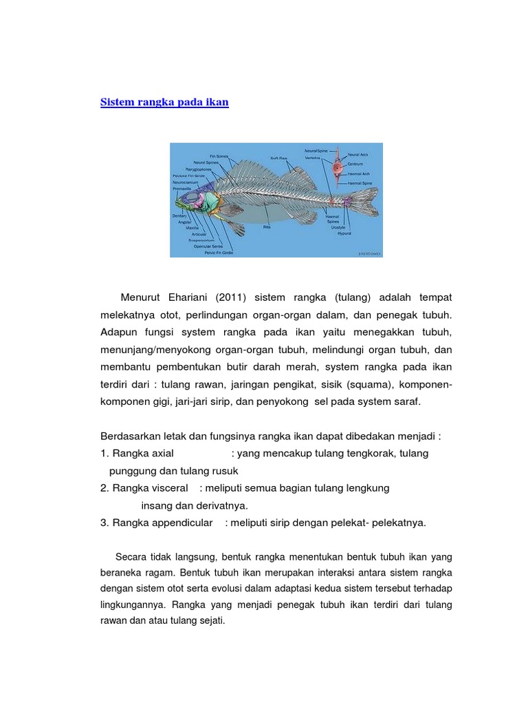 Detail Gambar Rangka Ikan Nomer 35