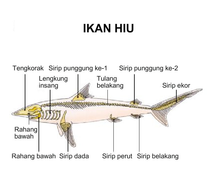 Detail Gambar Rangka Ikan Nomer 39