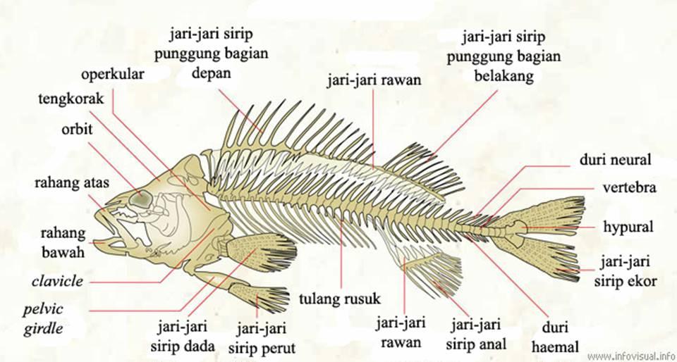 Detail Gambar Rangka Ikan Nomer 4