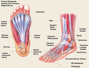 Detail Gambar Rangka Kaki Kanan Dan Kiri Nomer 3