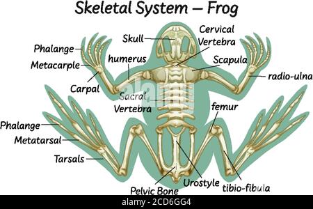 Detail Gambar Rangka Katak Nomer 23