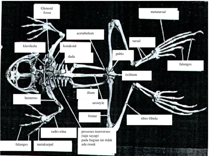 Detail Gambar Rangka Katak Nomer 34