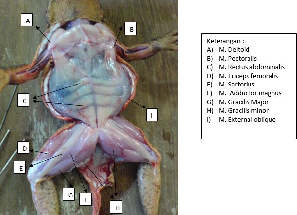 Detail Gambar Rangka Katak Nomer 36