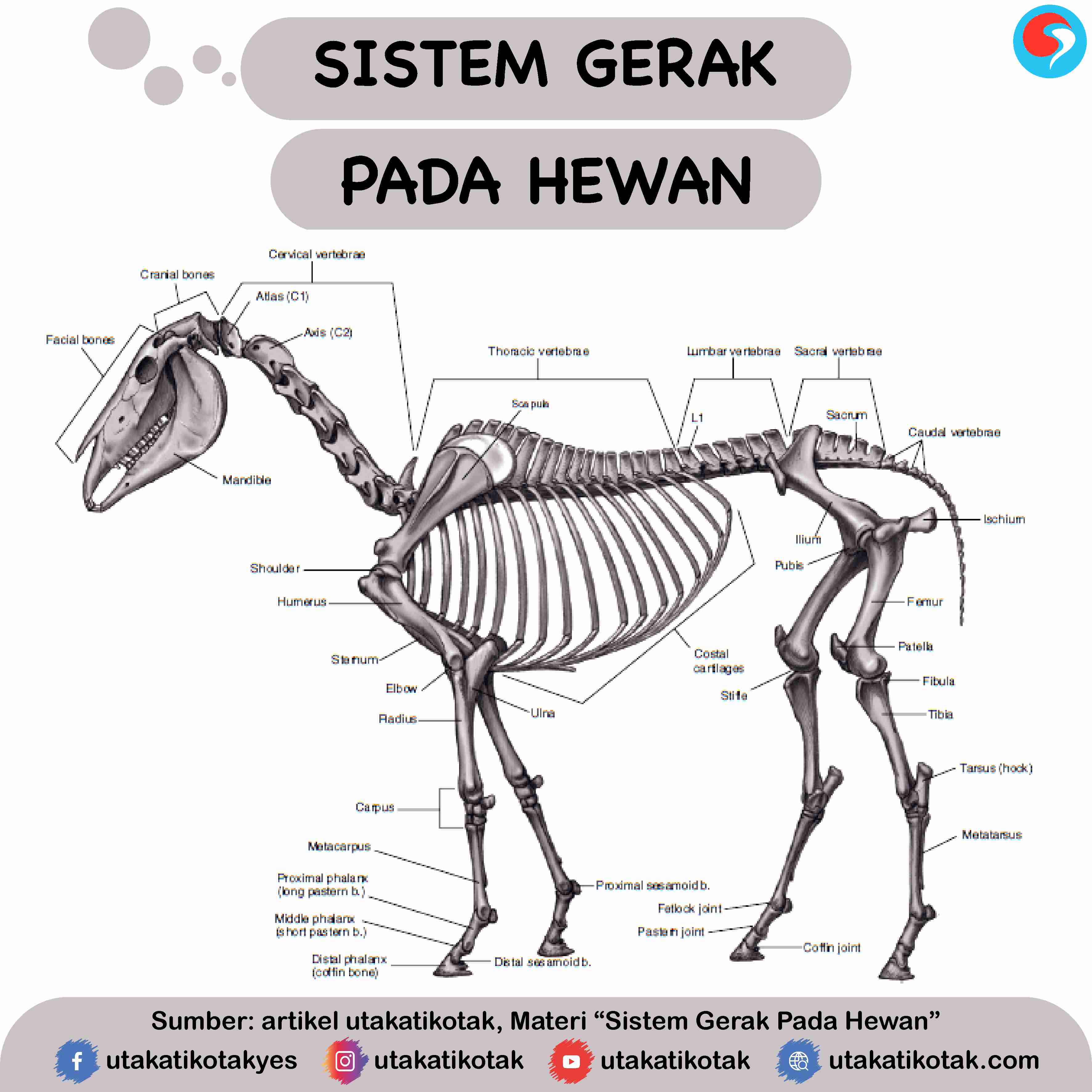 Detail Gambar Rangka Katak Nomer 38