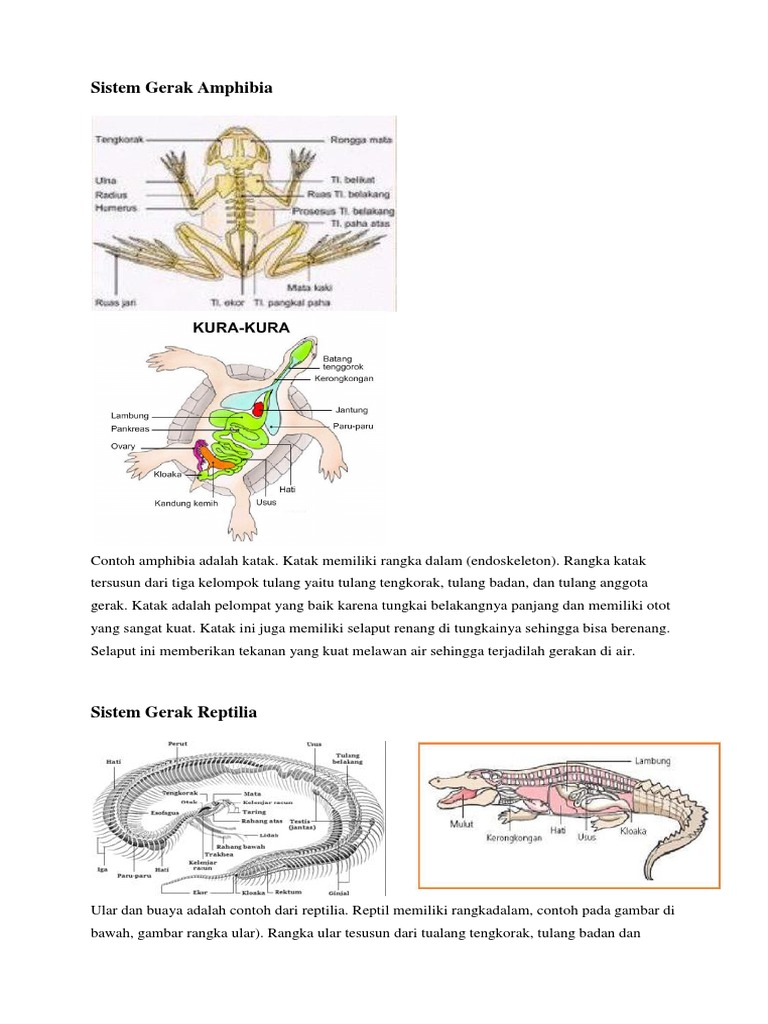 Detail Gambar Rangka Katak Nomer 41