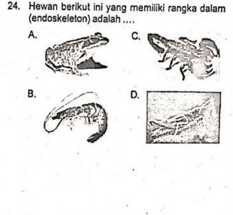 Detail Gambar Rangka Katak Nomer 44