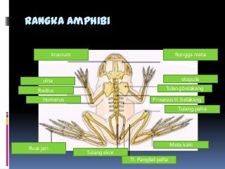 Detail Gambar Rangka Katak Nomer 8