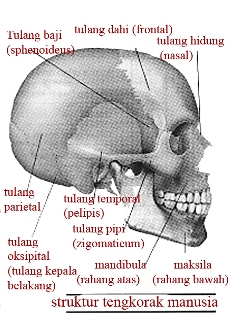 Detail Gambar Rangka Kepala Nomer 27