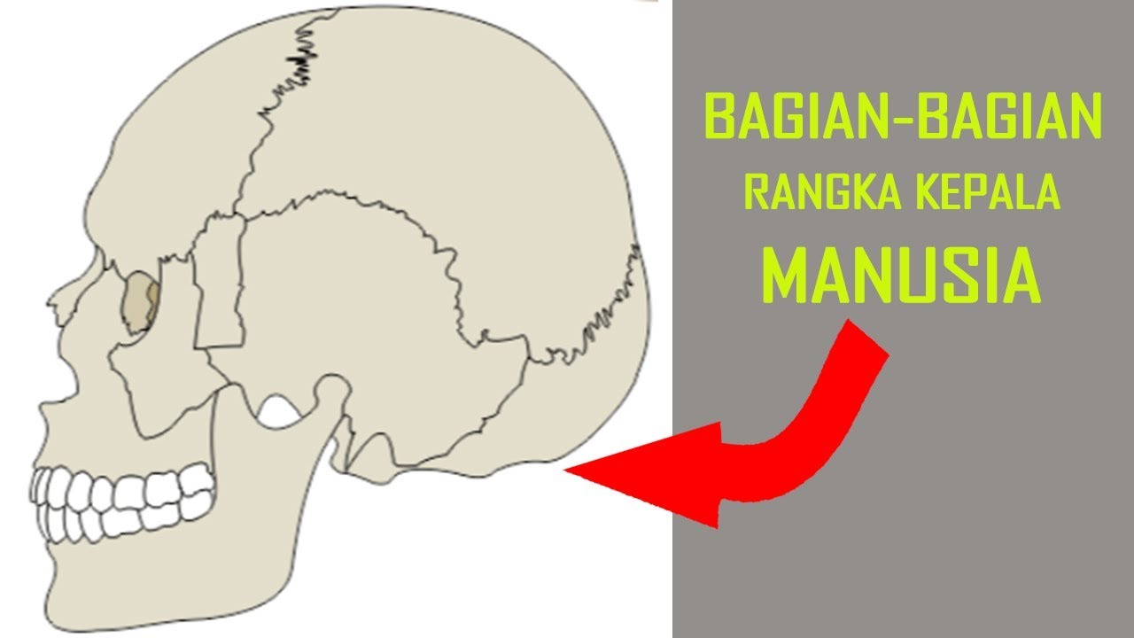 Detail Gambar Rangka Kepala Nomer 4