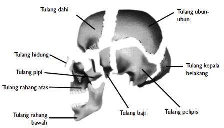 Detail Gambar Rangka Kepala Nomer 34