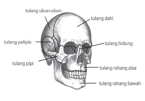 Detail Gambar Rangka Kepala Nomer 35