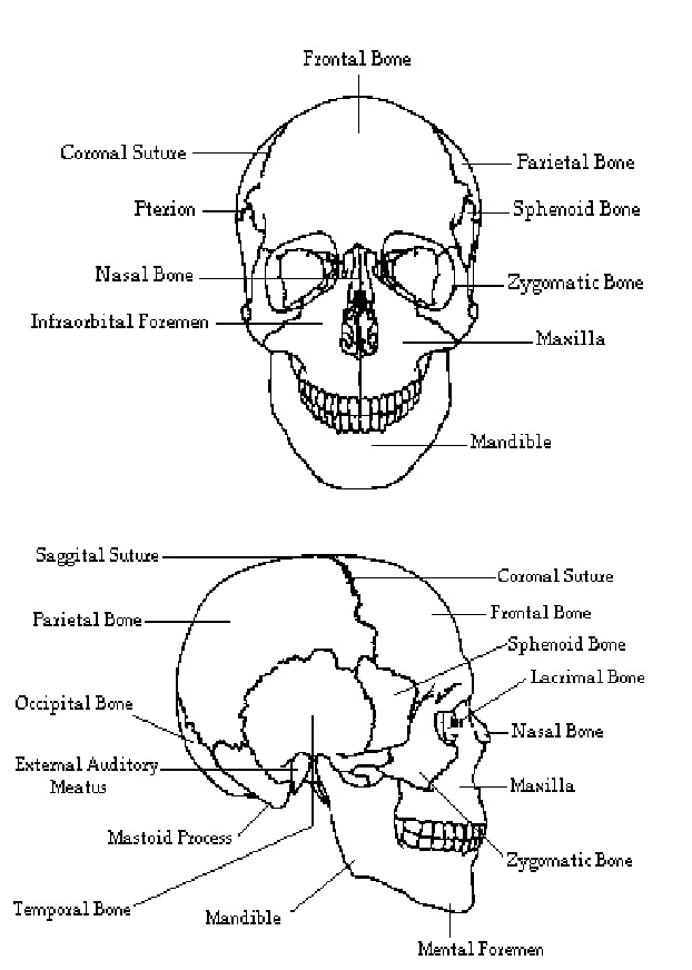 Detail Gambar Rangka Kepala Nomer 44