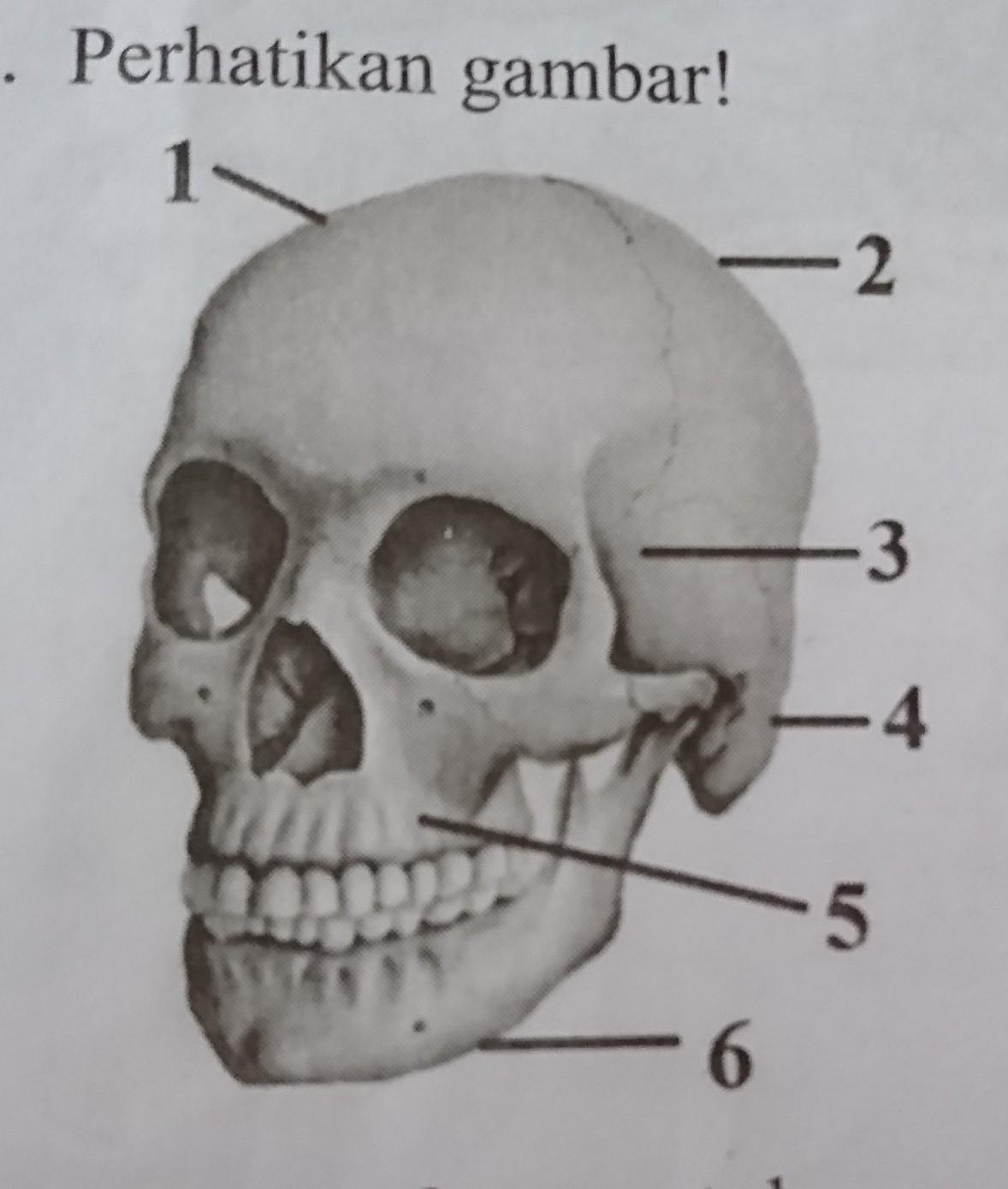 Detail Gambar Rangka Kepala Nomer 5