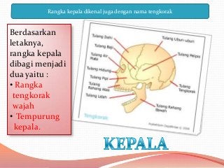 Detail Gambar Rangka Kepala Nomer 46