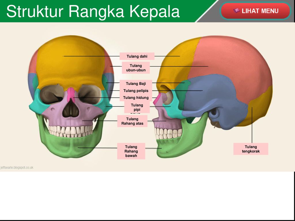 Detail Gambar Rangka Kepala Nomer 50