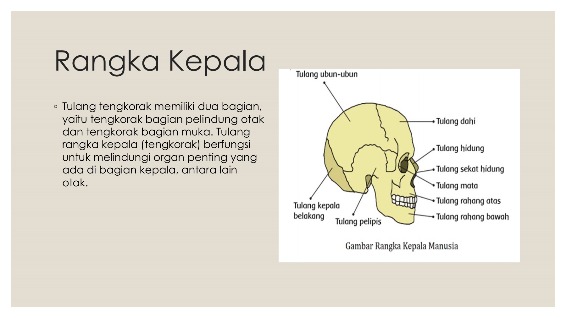 Detail Gambar Rangka Kepala Nomer 52